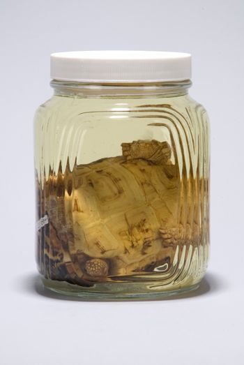 Media type: image;   Herpetology R-120270 Description: Image taken for Time and Time Again exhibit at Collection of Historical Scientific Instruments.;